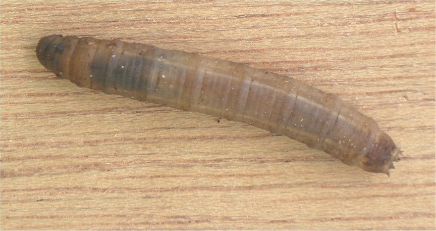 Dealing with Leatherjackets in your Lawn