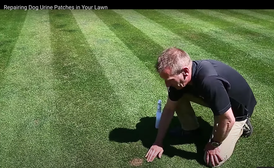 How To Repair Dog Urine Patches On Your Lawn