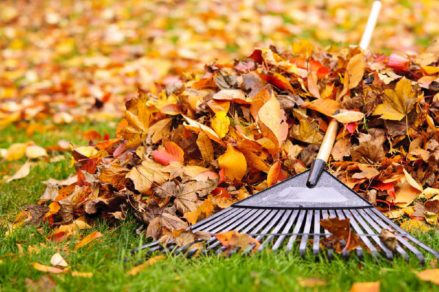 Autumn Leaves - Why Are Leaves on Your Lawn Bad?